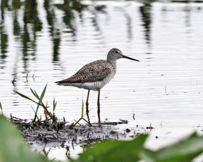 Lesser Yellowlegs - Tringa flavipes