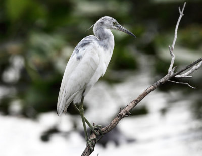 Little Blue Heron - Egretta caerulea (immature)