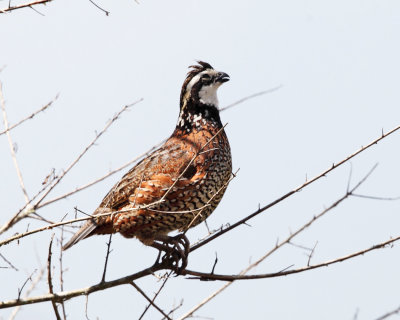 Northern Bobwhite - Colinus virginianus