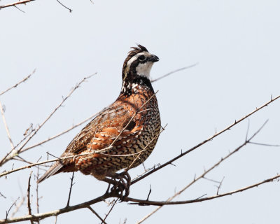 Northern Bobwhite - Colinus virginianus