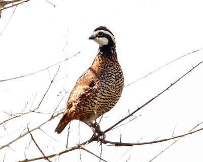 Northern Bobwhite - Colinus virginianus