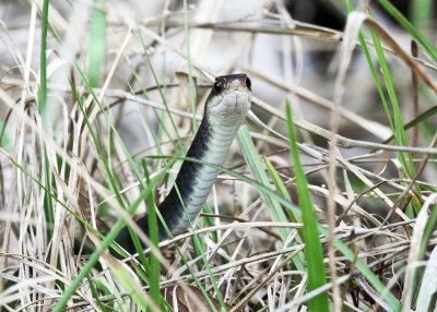 Southern Black Racer - Coluber constrictor priapus