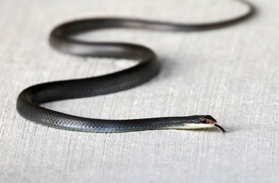 Southern Black Racer - Coluber constrictor priapus