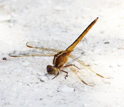 Needham's Skimmer - Libellula needhami (female)