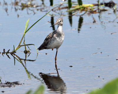 Lesser Yellowlegs - Tringa flavipes