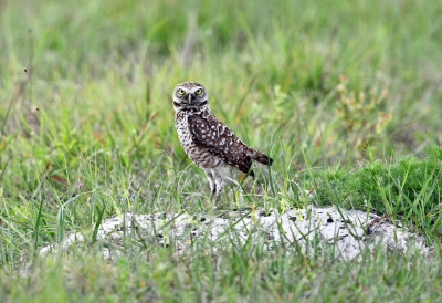 Burrowing Owl - Athene cunicularia