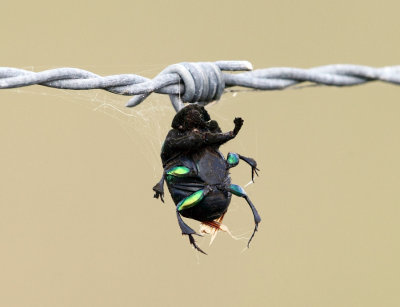 Rainbow Scarab - Phanaeus vindex (stuck on barb wire by a Loggerhead Shrike)