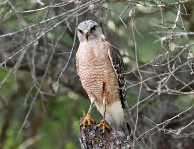 Red-shouldered Hawk - Buteo lineatus