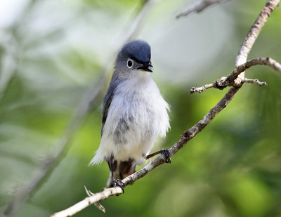 Blue-gray Gnatcatcher - Polioptila caerulea