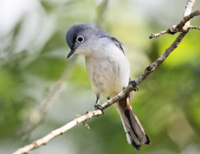 Blue-gray Gnatcatcher - Polioptila caerulea