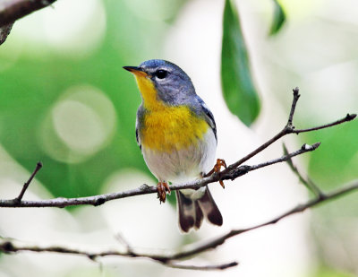 Northern Parula - Setophaga americana