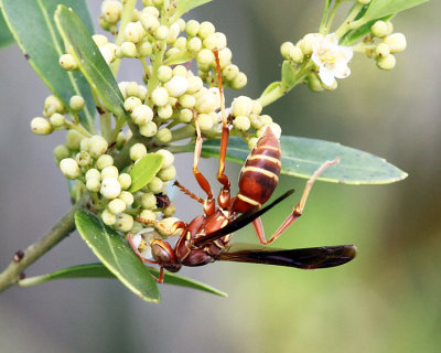 Polistes bellicosus