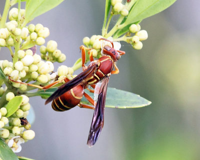 Polistes bellicosus