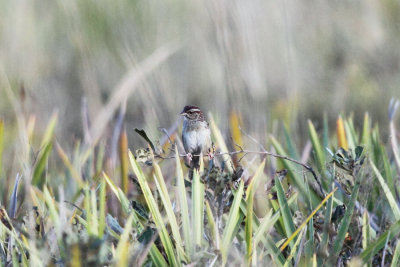 Bachman's Sparrow - Aimophila aestivalis