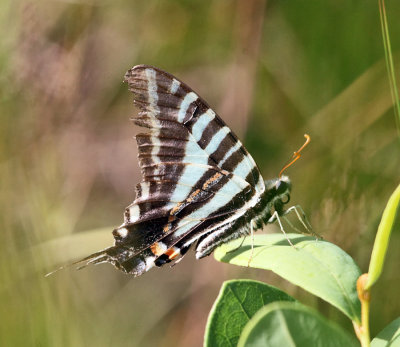 Zebra Swallowtail - Eurytides marcellus