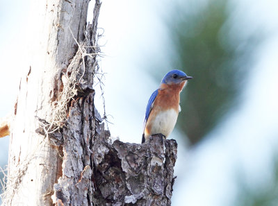 Eastern Bluebird - Sialia sialis