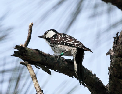 Red-cockaded Woodpecker - Picoides borealis