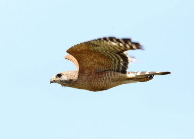 Red-shouldered Hawk - Buteo lineatus