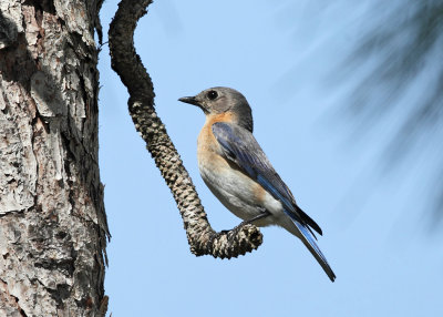 Eastern Bluebird - Sialia sialis