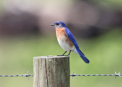 Eastern Bluebird - Sialia sialis