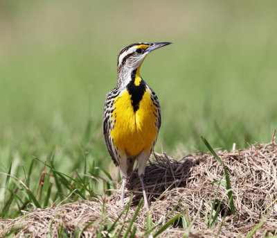 Eastern Meadowlark - Sturnella magna