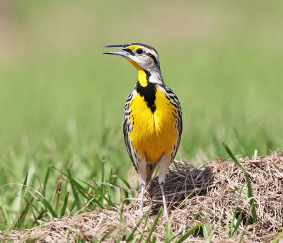 Eastern Meadowlark - Sturnella magna