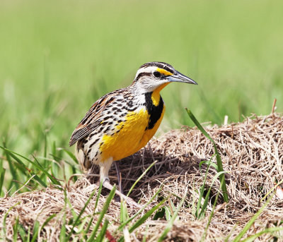 Eastern Meadowlark - Sturnella magna