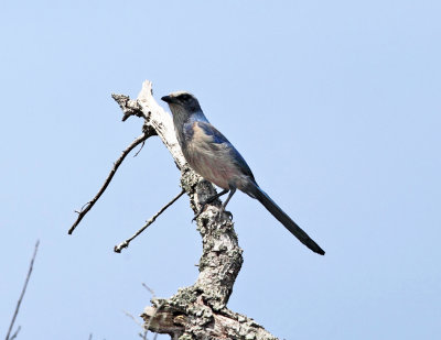 Florida Scrub-Jay - Aphelocoma coerulescens