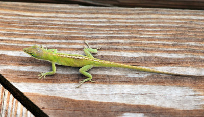 Green Anole - Anolis carolinensis