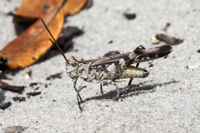 Longhorn Band-wing Grasshopper - Psinidia fenestralis 