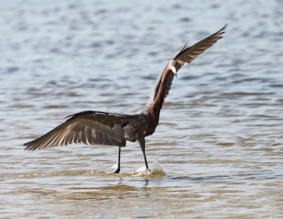 Reddish Egret - Egretta rufescens