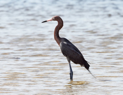 Reddish Egret - Egretta rufescens