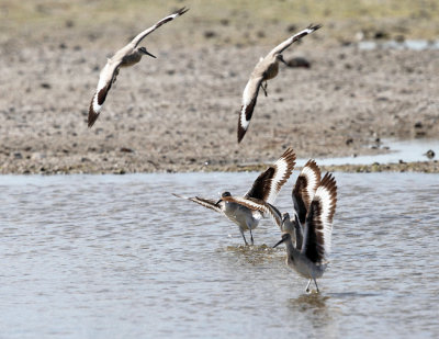 Willet - Tringa semipalmata