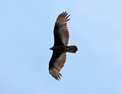 Turkey Vulture - Cathartes aura