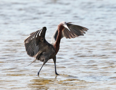 Reddish Egret - Egretta rufescens