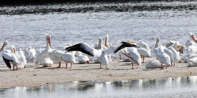 American White Pelican - Pelecanus erythrorhynchos