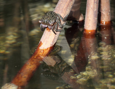 Mangrove Tree Crab - Aratus pisonii