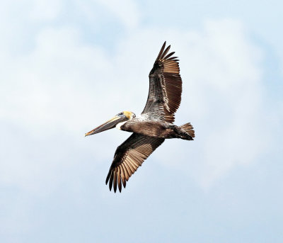 Brown Pelican - Pelecanus occidentalis