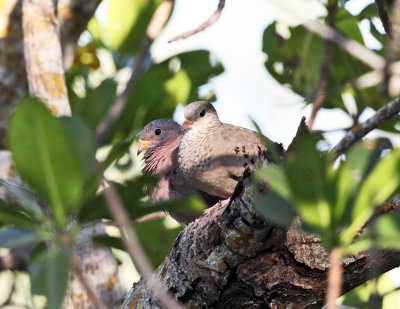 Common Ground-Doves - Columbina passerina