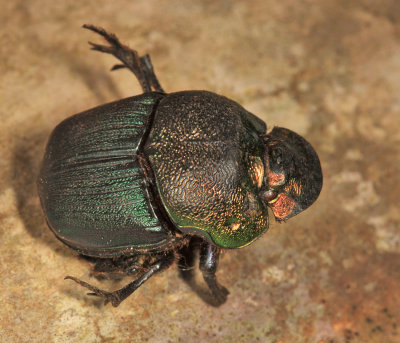 Rainbow Scarab - Phanaeus vindex