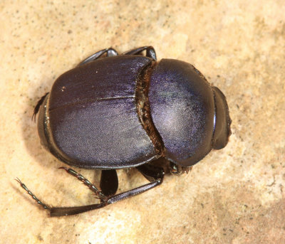 Tumblebug - Canthon pilularius