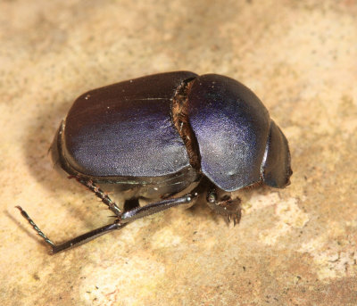 Tumblebug - Canthon pilularius