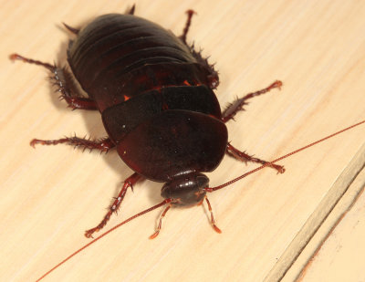 Florida Woods Cockroach - Eurycotis floridana