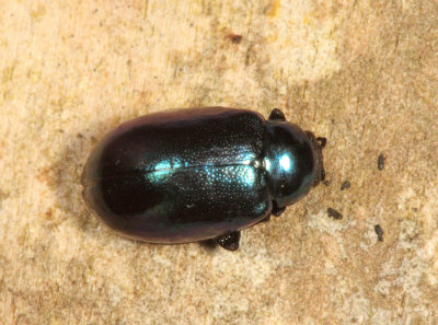 Altica sp.