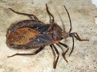 Giant Sweetpotato Bug - Spartocera batatas