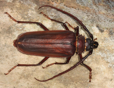 Thomass Oak Borer - Derobrachus thomasi