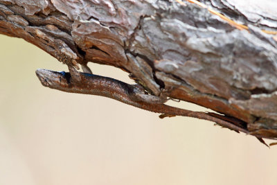 Northern Fence Lizard - Sceloporus undulatus hyacinthinus