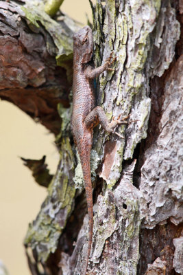 Northern Fence Lizard - Sceloporus undulatus hyacinthinus