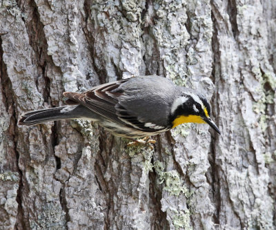 Yellow-throated Warbler - Setophaga dominica 