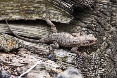 Northern Fence Lizard - Sceloporus undulatus hyacinthinus